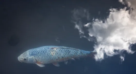 A pale koi crossing dark water, clouds reflected across the surface